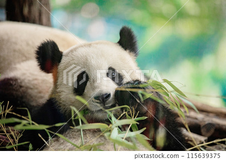 Side view of panda bear eating next to tree Side view of panda bear eating next to tree 115639375