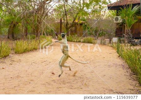 Verreaux's white sifaka with dark head Madagascar island fauna. 115639377