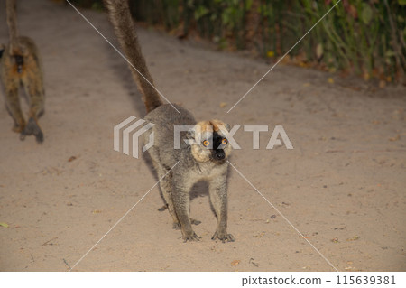 brown lemur Eulemur fulvus in Lemur Park, Madagascar brown lemur Eulemur fulvus in Lemur Park, Madagascar 115639381