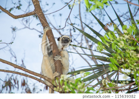 Verreaux's white sifaka with dark head Madagascar island fauna. 115639382