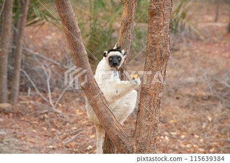 Verreaux's sifaka Madagascar. White sifaka with dark head. Verreaux's sifaka Madagascar. White sifaka with dark head. 115639384