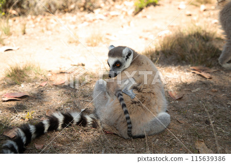 ring-tailed gray lemur in natural environment Madagascar 115639386