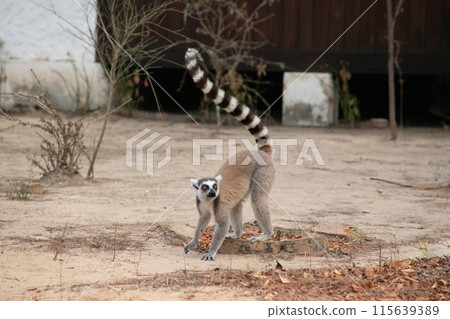 ring-tailed lemur, Lemur catta at Madagascar 115639389
