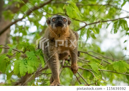Common brown lemur Eulemur fulvus with orange eyes. 115639392