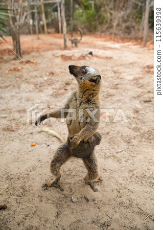 Common brown lemur Eulemur fulvus with orange eyes. 115639398