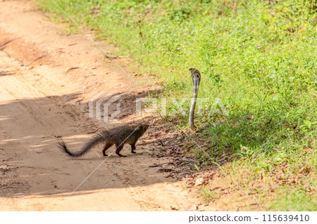mongoose fights with an aggressive cobra in the wild 115639410