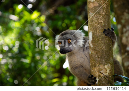 Crowned lemur Eulemur Coronatus, endemic animal 115639414