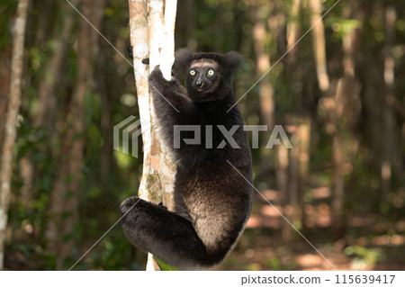 Lemur Indri indri, babakoto largest lemur from Madagascar Lemur Indri indri, babakoto largest lemur from Madagascar 115639417