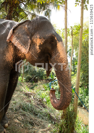 large Asian elephant with specific skin color, 115639425