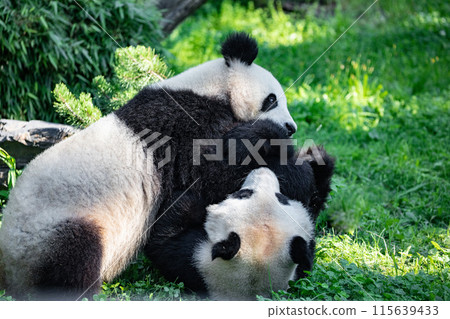 cheerful playing pandas on green lawn 115639433
