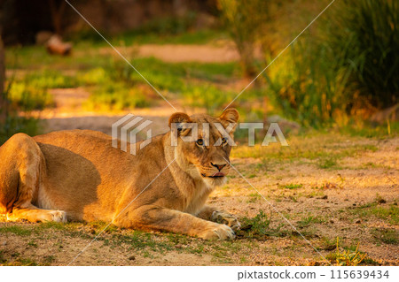 Pair adult Lions playing in garden Pair adult Lions playing in garden 115639434