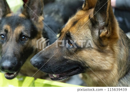 Brown and yellow German Shepherd Dog Close Up Portrait. Brown and yellow German Shepherd Dog Close Up Portrait. 115639439
