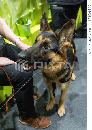 Brown and yellow German Shepherd Dog Close Up Portrait. Brown and yellow German Shepherd Dog Close Up Portrait. 115639442