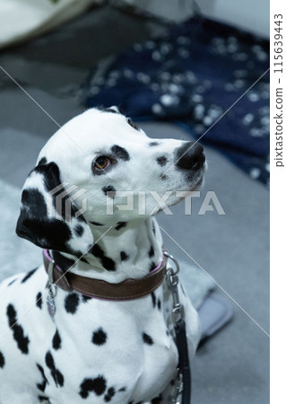 Adorable Dalmatian dog with human indoors. Lovely pet 115639443
