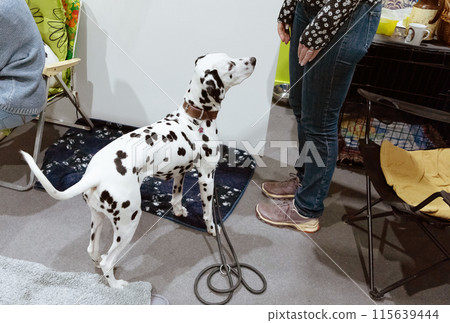 Adorable Dalmatian dog with human indoors. Lovely pet Adorable Dalmatian dog with human indoors. Lovely pet 115639444