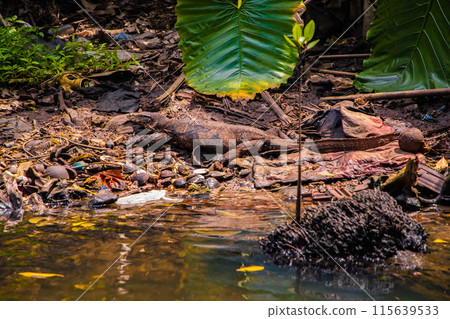 Asian water monitor(Varanus salvator) is swimming on river. Asian water monitor(Varanus salvator) is swimming on river. 115639533
