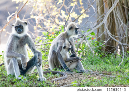 black faced grey langur monkey in Yala National Park, Sri Lanka 115639543