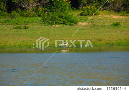 Sika or spotted deers herd in wood Sika or spotted deers herd in wood 115639544