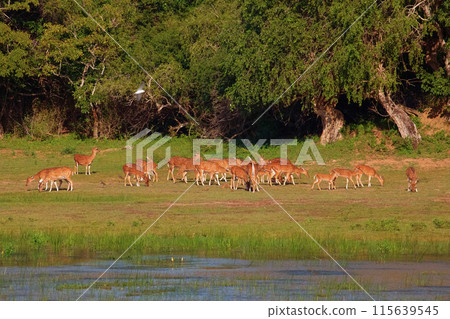 Sika or spotted deers herd in wood Sika or spotted deers herd in wood 115639545