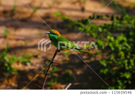 blue-cheeked bee-eater (Merops persicus) 115639546
