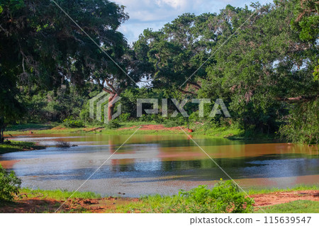 beautiful landscape of sri lanka with little lake 115639547