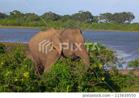 Indian elephants Baby with its mother 115639550