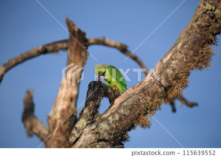 Rose-Ringed Parakeet in tree. (Psittacula Krameri) Rose-Ringed Parakeet in tree. (Psittacula Krameri) 115639552