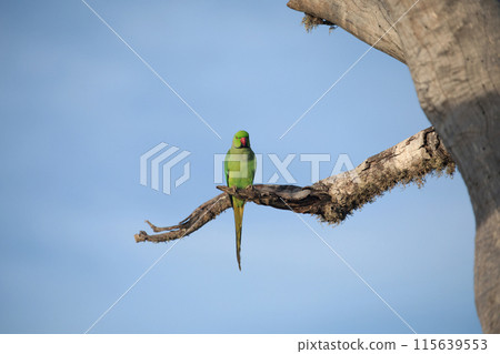 Rose-Ringed Parakeet in tree. (Psittacula Krameri) Rose-Ringed Parakeet in tree. (Psittacula Krameri) 115639553