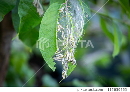 Parasites: larvae of ermine bird cherry moth inside a large web Parasites: larvae of ermine bird cherry moth inside a large web 115639563