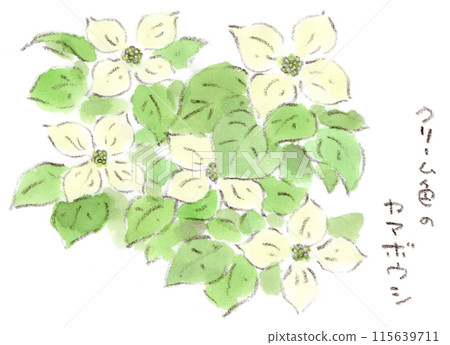 水彩插圖，描繪了從初夏到雨季的植物，具有柔和氛圍的奶油色山星（Yamaboshi）。 115639711