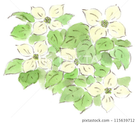 水彩插圖，描繪了從初夏到雨季的植物，具有柔和氛圍的奶油色山星（Yamaboshi）。 115639712