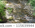 Clear stream in the mountains 115639944