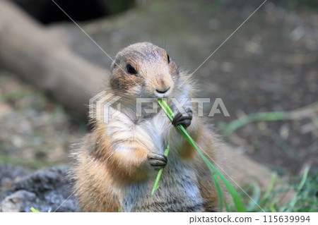 土撥鼠動物園展覽 115639994