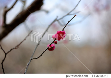 Plum blossom red plum double 115640032