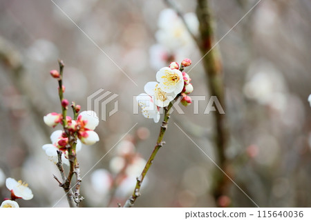 White plum blossoms, Shibaume 115640036