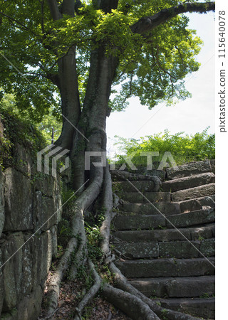 石階和樹根 石階和樹根 115640078