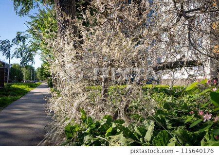 A tree in an urban environment is shrouded in cobwebs due to infestation with ermine bird cherry moth larvae. A tree in an urban environment is shrouded in cobwebs due to infestation with ermine bird cherry moth larvae. 115640176
