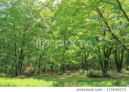 國立阿爾卑斯安曇野公園 大町/松川地區森林 國立阿爾卑斯安曇野公園 大町/松川地區森林 115640213