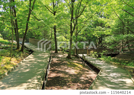 Alps Azumino National Government Park Omachi Matsukawa District Forest Alps Azumino National Government Park Omachi Matsukawa District Forest 115640214