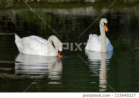 A white swan has lowered its head into the water and is looking for food in the lake. A white swan has lowered its head into the water and is looking for food in the lake. 115640227