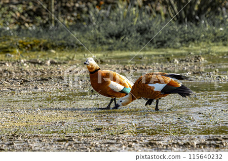 Two wild ducks walk through a swampy area and look for food and sustenance. Two wild ducks walk through a swampy area and look for food and sustenance. 115640232