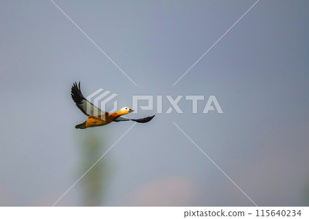 Beautiful wild duck in flight with outstretched wings in the sky. Beautiful wild duck in flight with outstretched wings in the sky. 115640234
