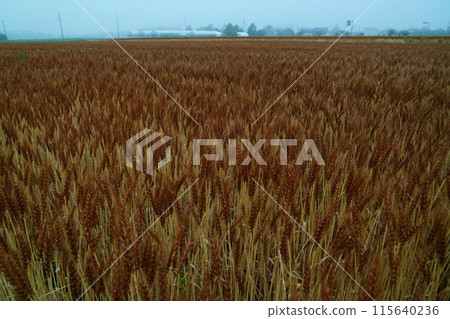 麥田在收穫前變色 115640236