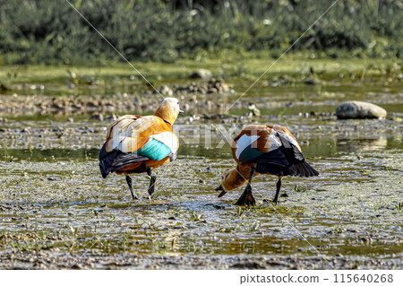 Two wild ducks walk through a swampy area and look for food and sustenance. Two wild ducks walk through a swampy area and look for food and sustenance. 115640268