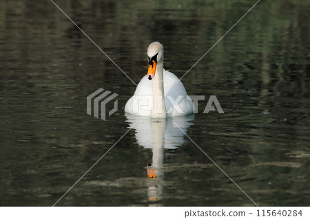 A beautiful white swan swims on the lake and looks around. 115640284