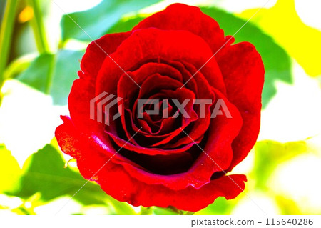 鮮紅玫瑰「黑珍珠」特寫 115640286