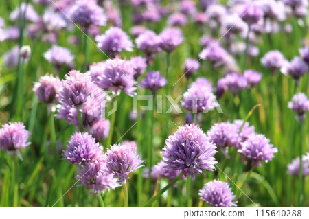 紫色花香蔥簇 紫色花香蔥簇 115640288