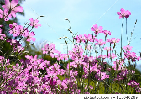 藍天和石竹花 藍天和石竹花 115640289