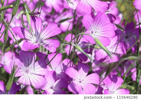 麥森諾之花（麥森諾） 115640290