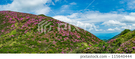 九重連峰～美山霧島的絕景～美俁山 115640444